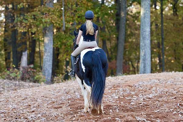 ridden-western-friesian-horse
