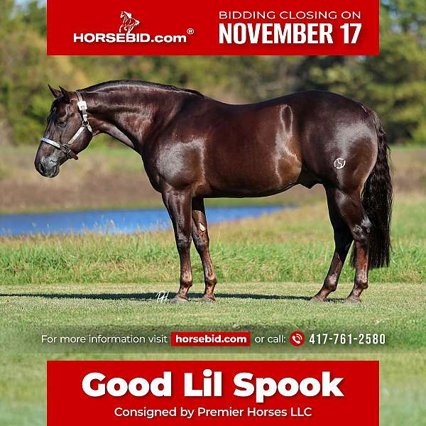 all-around-quarter-horse