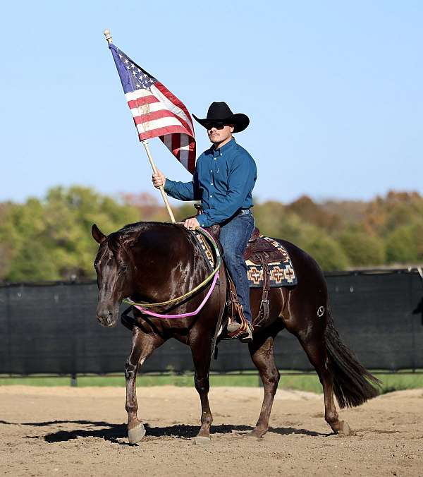 husband-safe-quarter-horse