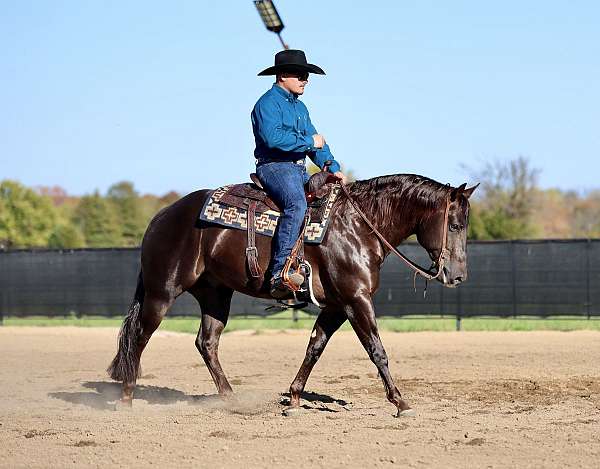 athletic-quarter-horse