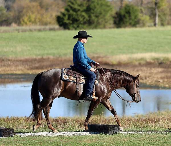 performance-quarter-horse