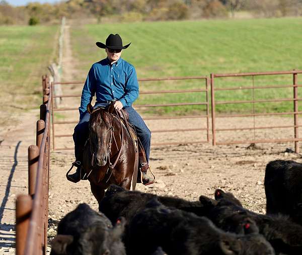 ranch-quarter-horse