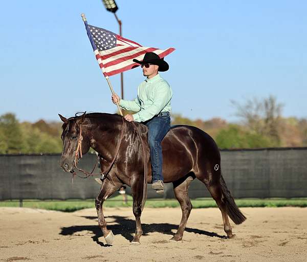 ranch-versatility-quarter-horse