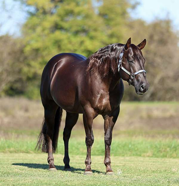 roping-quarter-horse