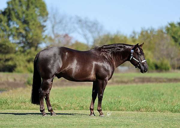 show-quarter-horse