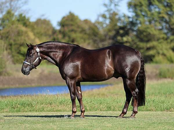 trail-quarter-horse