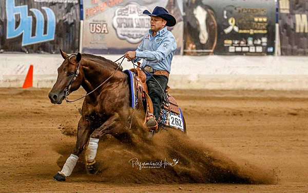 western-riding-quarter-horse