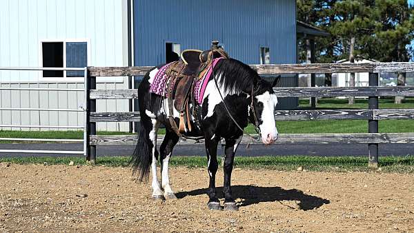 well-broke-draft-horse