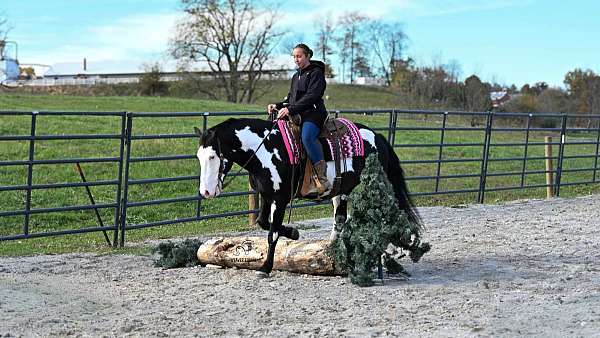 all-around-draft-horse