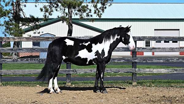 jumping-draft-horse
