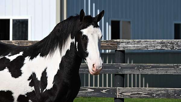 lesson-draft-horse