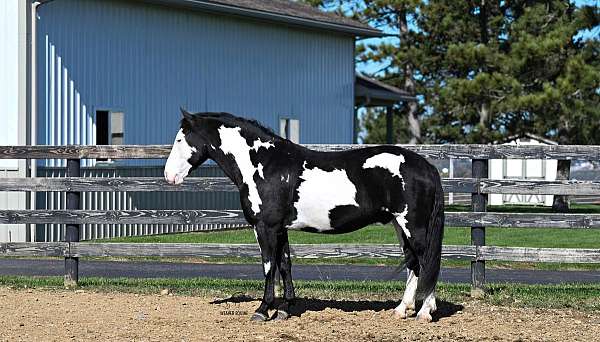mounted-patrol-draft-horse