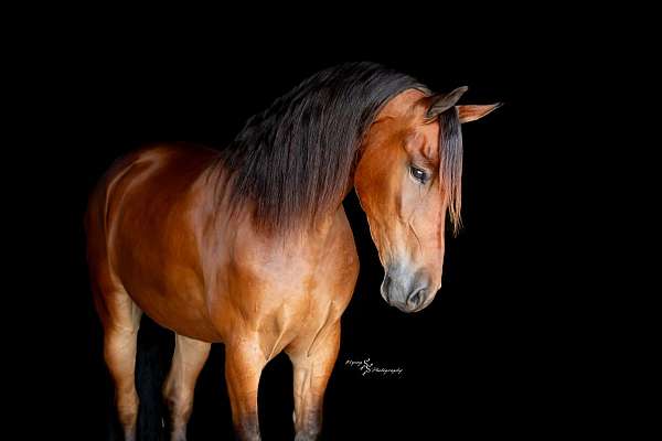 flashy-friesian-horse