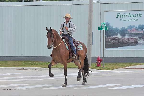 performance-friesian-horse