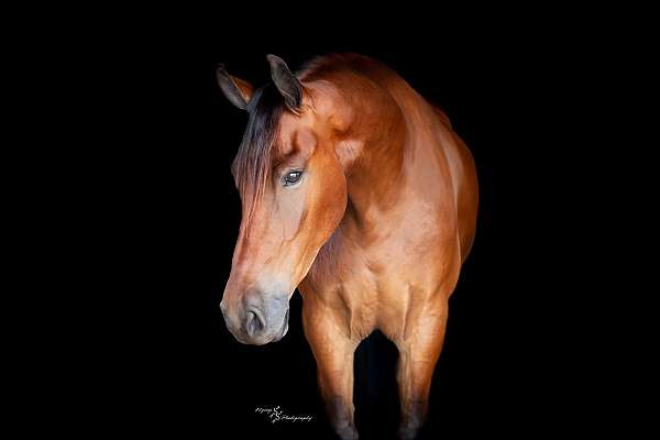 parade-friesian-horse