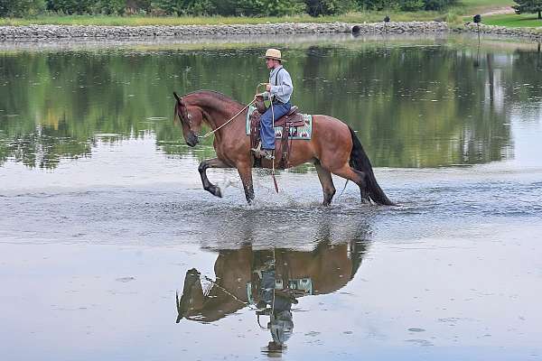 ridden-english-friesian-horse