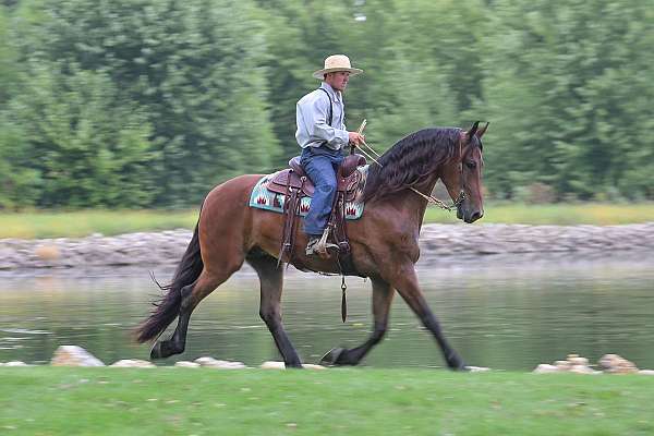 ridden-western-friesian-horse