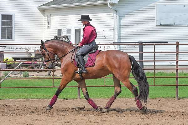 sporthorse-friesian-horse