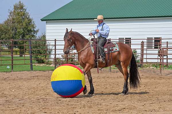 trail-friesian-horse