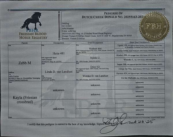 trail-riding-friesian-horse