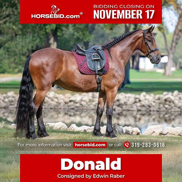 all-around-friesian-horse