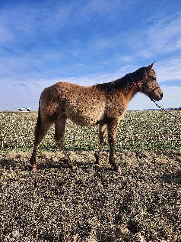 dun-w-blk-points-none-horse