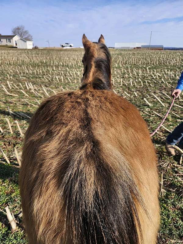 all-around-quarter-horse