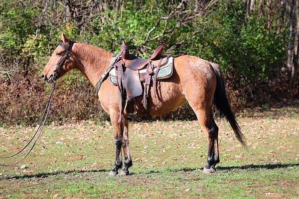 all-around-quarter-horse