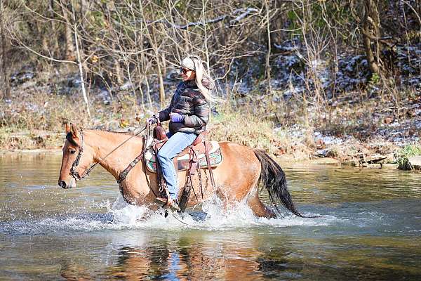 athletic-quarter-horse