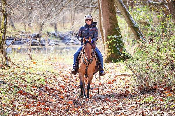 beginner-quarter-horse