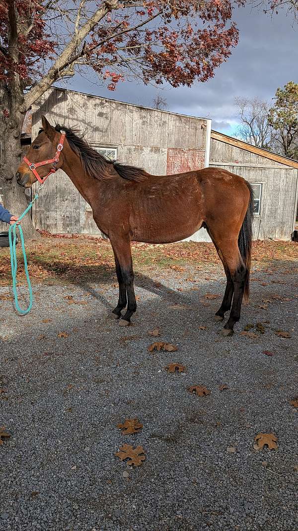 appaloosa-cross-gelding