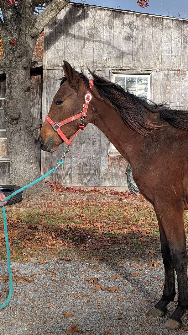 bay-appaloosa-quarter-horse