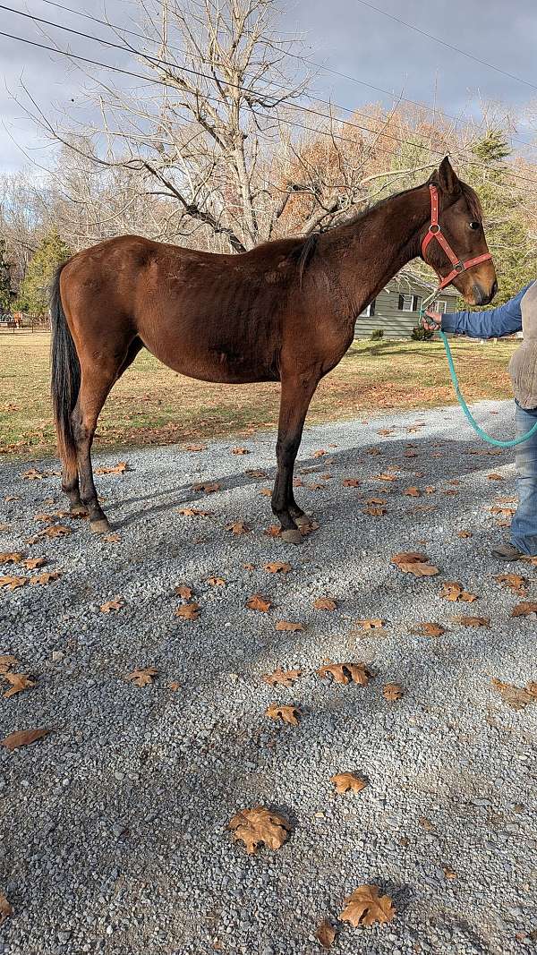 appaloosa-cross-appaloosa-quarter-horse