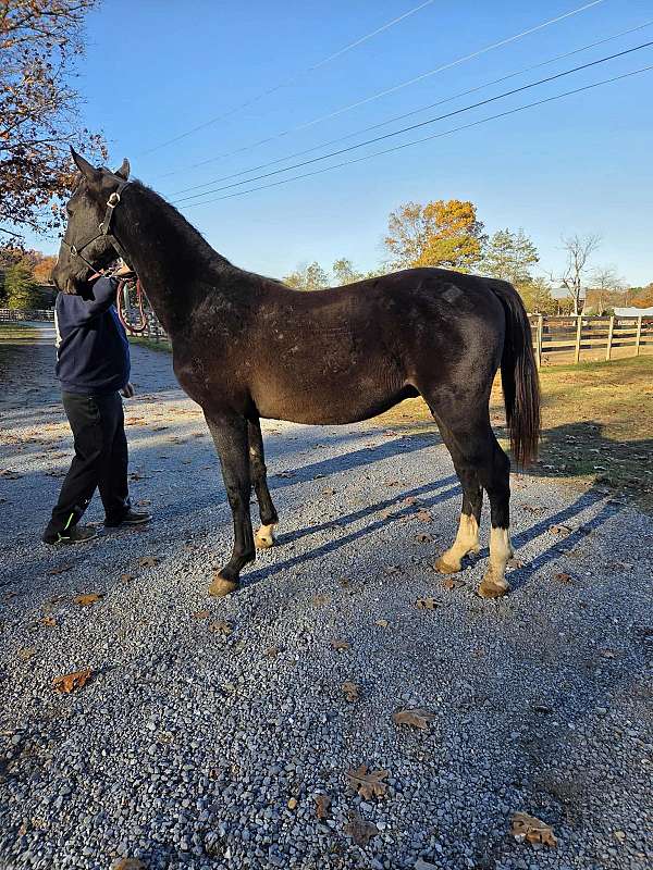 young-yearling