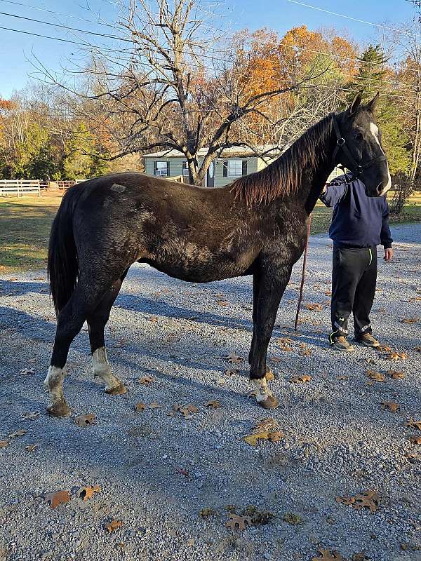 driving-horse-yearling