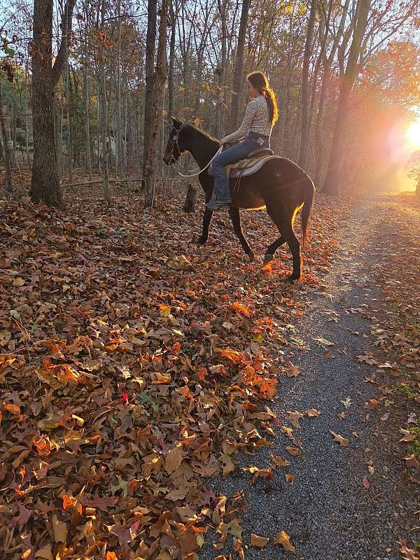 mare-hackney-pony