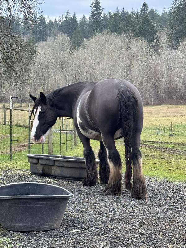 black-blagdon-horse