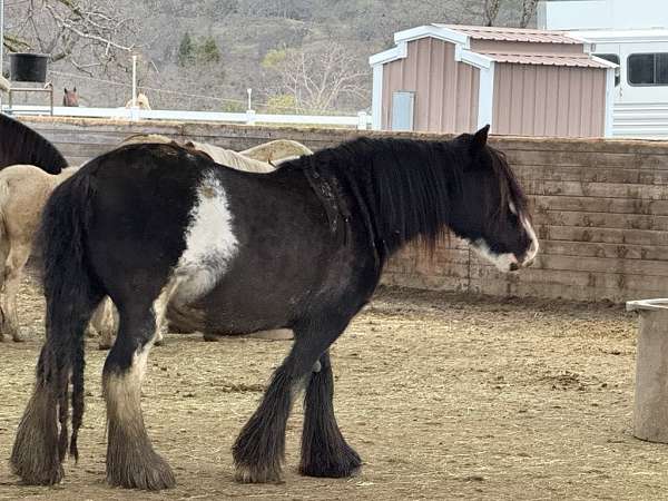 black-gypsy-vanner-mare