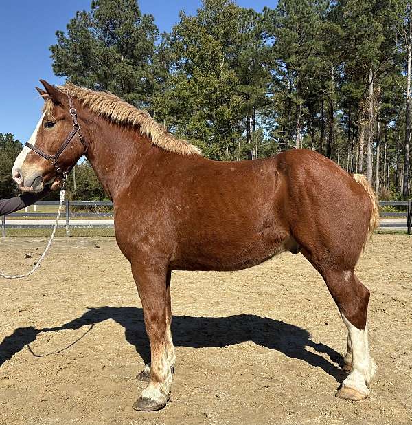 sorrel-belgian-gelding