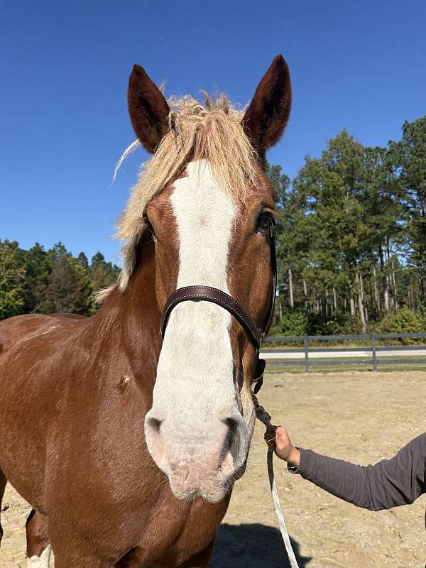 18-hand-belgian-gelding