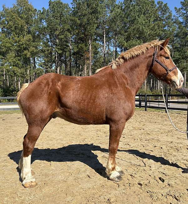 sorrel-gelding-for-sale