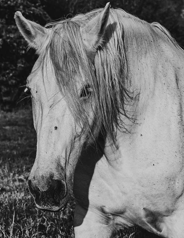 black-percheron-foal