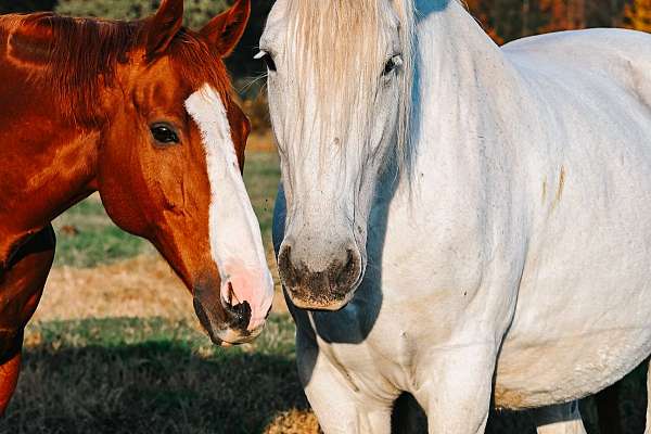 breeding-percheron-horse
