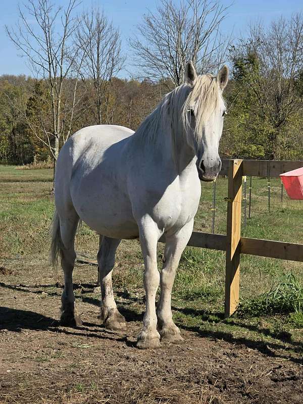 draft-percheron-horse