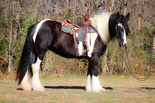 all-around-gypsy-vanner-horse