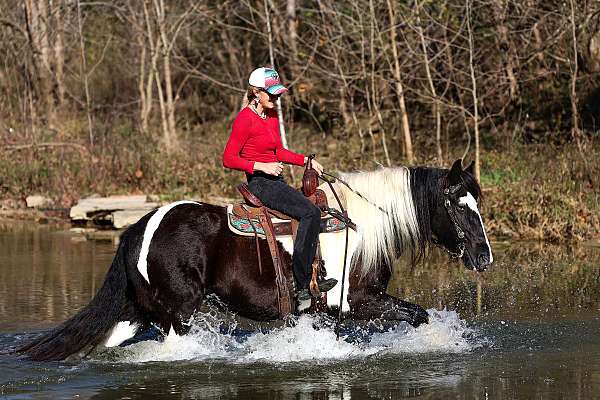 athletic-gypsy-vanner-horse