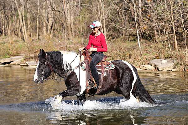 beginner-gypsy-vanner-horse