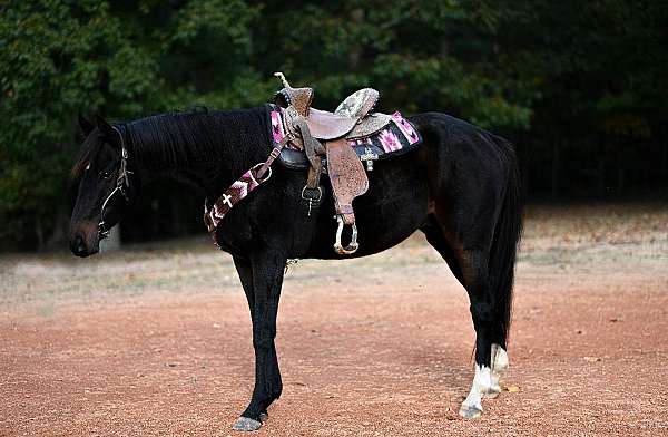 all-around-thoroughbred-horse