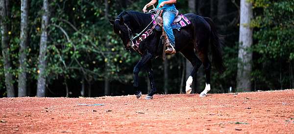 barrel-thoroughbred-horse