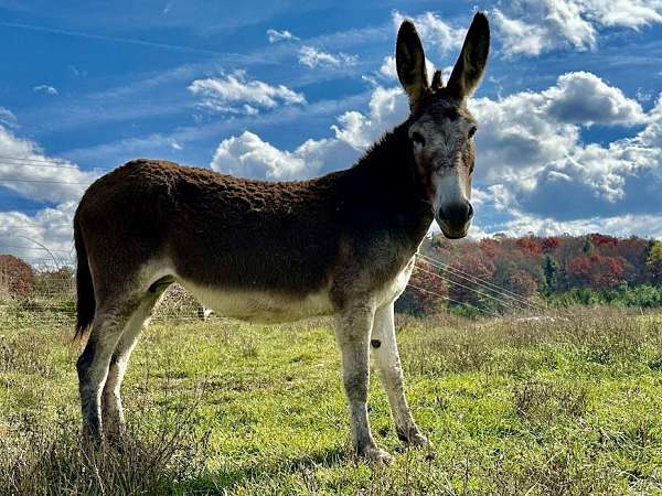red-roan-donkey-mare